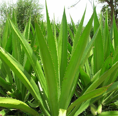 big aloes