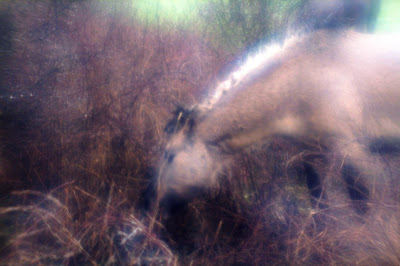 Foto van een snoepend paard in Meinerswijk, gemaakt met een Lynny-lens