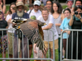 NYC Raptor Fest 2022