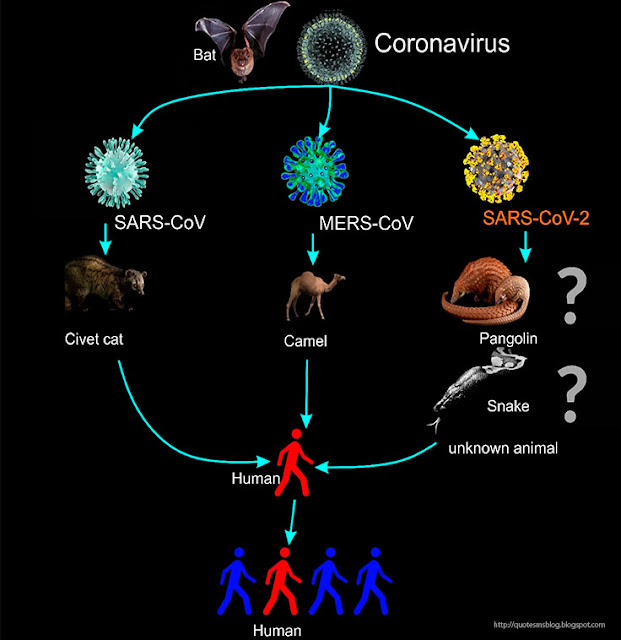 Novel Coronavirus-COVID19