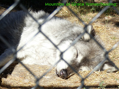 grizzly & wolf center