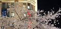 [写真] 八重洲さくら通りの桜