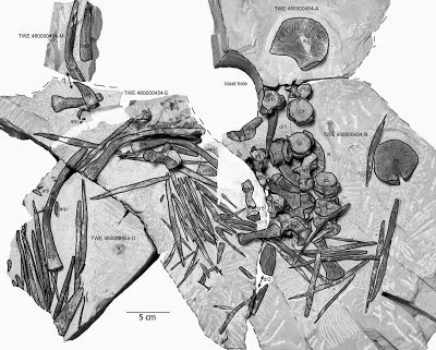 http://sciencythoughts.blogspot.co.uk/2013/08/new-species-of-placodont-from-middle.html