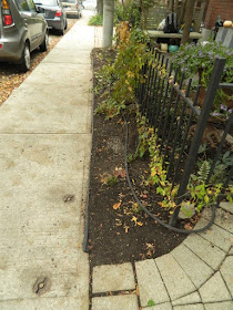 Cabbagetown Front Yard Fall Cleanup after by Paul Jung Toronto Gardening Services