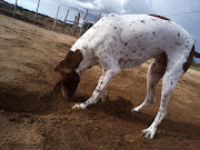 Essas imagens que estão sendo postado são imagens de cachorros (a) belisimos .