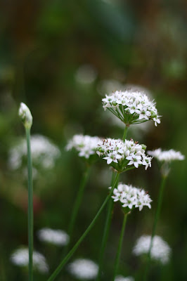 Chinese Leek bloom