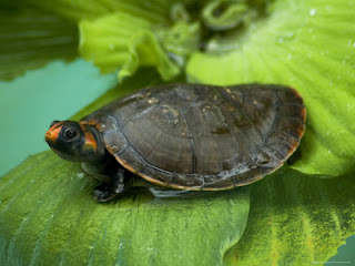 river turtle