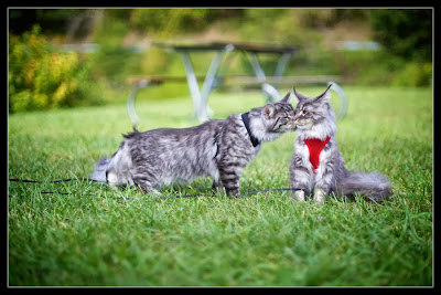 Maine coon kittens on a leash