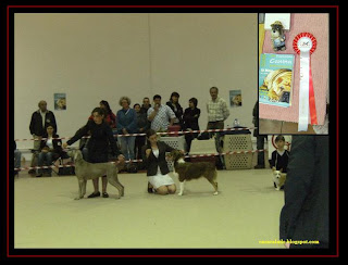 australian shepherd and golden retriever in elvas dog show