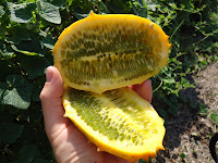 Organic exotic fruit, horned melon