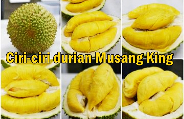 Ciri-ciri khas durian Musang King