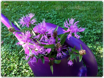 Flockenblumen in der Gieskanne