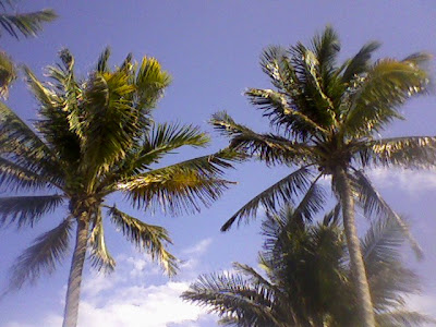 june calendar clip art. coconut trees clipart.