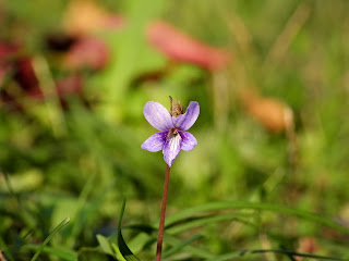 Long Sepal Violet by the Xiang River