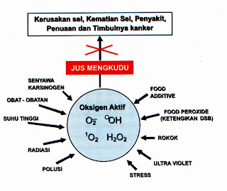 oksigen aktif noni