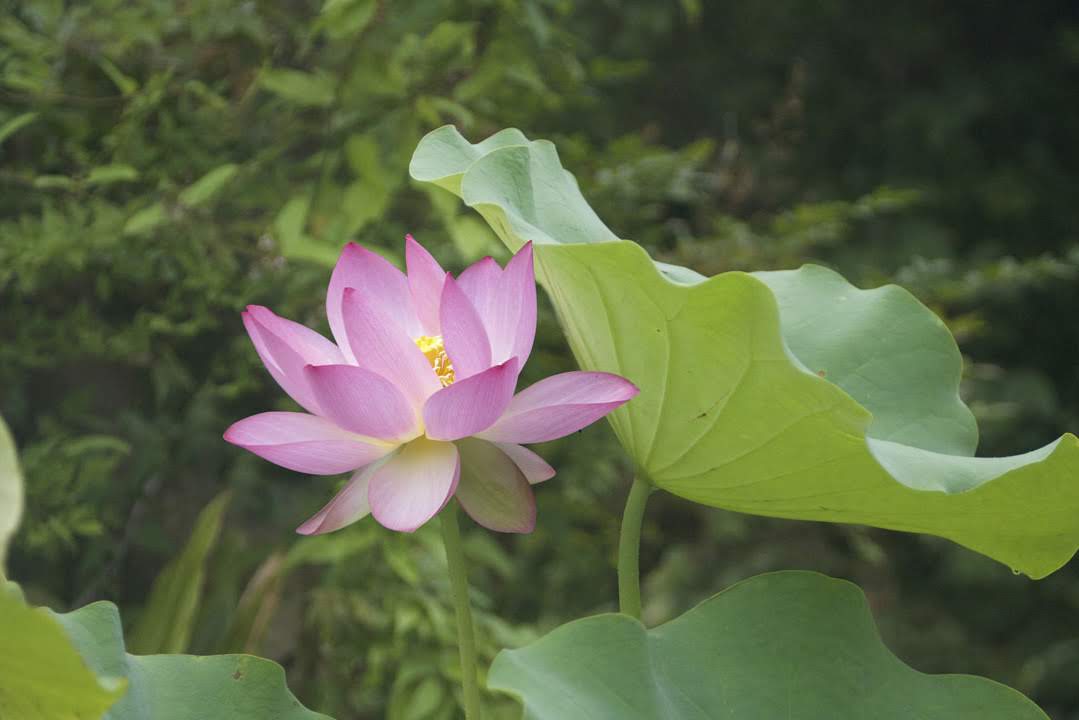 Lotus Again 再びハスの花 日々是水彩くどうさとし Watercolor