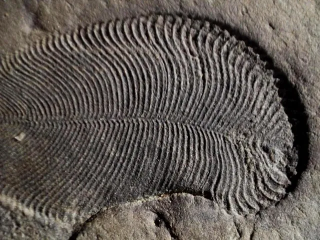 This is a Dickinsonia fossil.