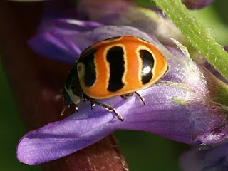 Coccinelle à trois bandes - Coccinella trifasciata - Three-banded lady beetle - Coccinelle trifasciée