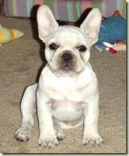 Phoebe
