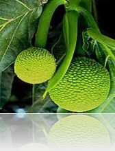 sukun