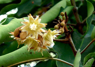 Lopburi Flower