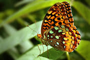 BUTTERFLY Images