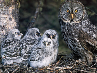Great Grey Owl And They Childs
