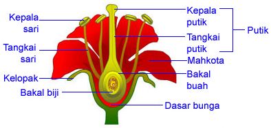 Bagian bagian Struktur Morfologi dan  Anatomi Tumbuhan 