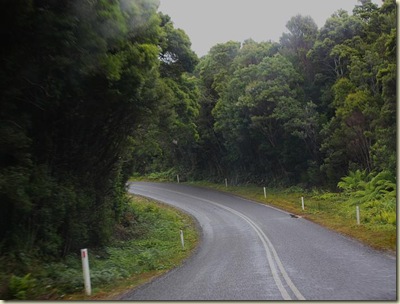 Road through forest