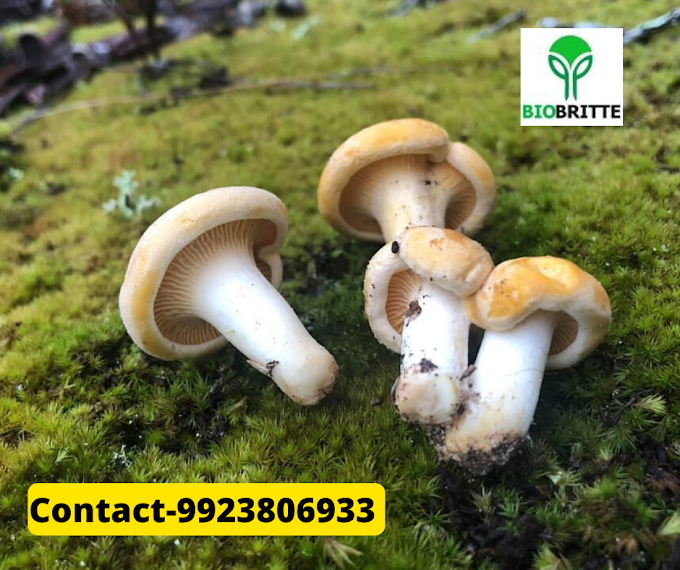 Fresh mushrooms nutrition | mushroom store | mushroom farming | organic mushrooms | mushroom supply 