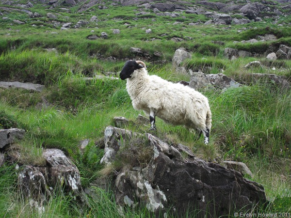 Gap of Dunloe © Evelyn Howard 2011