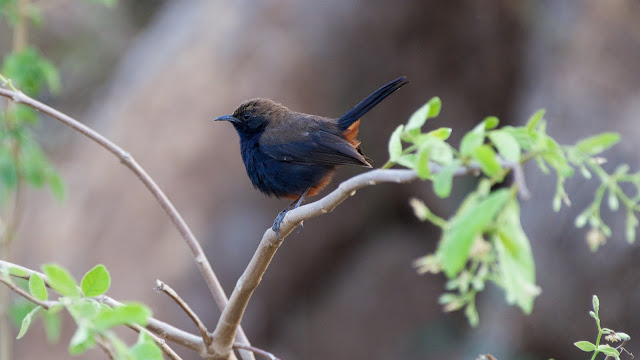 Indian Robin (कलचुरी) - Copsychus fulicatus