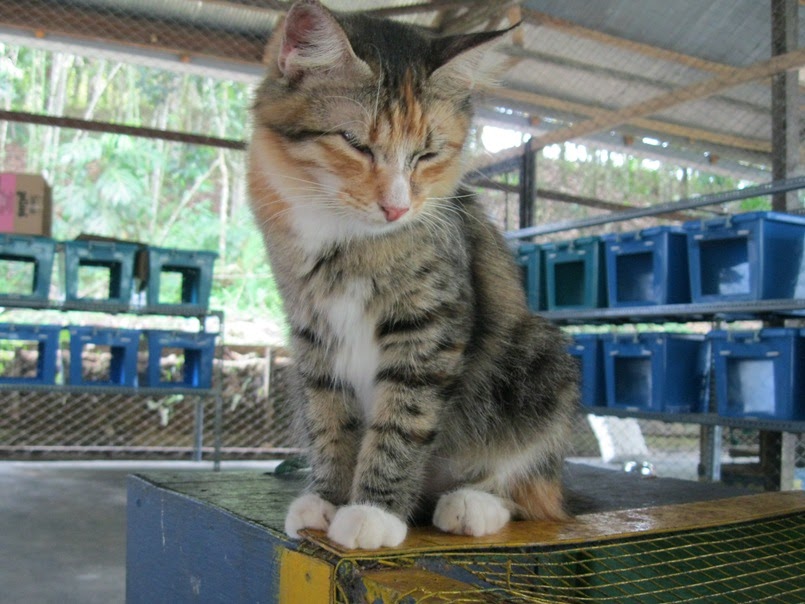 Rumah Kucing: Mengenal Kucing Lokal