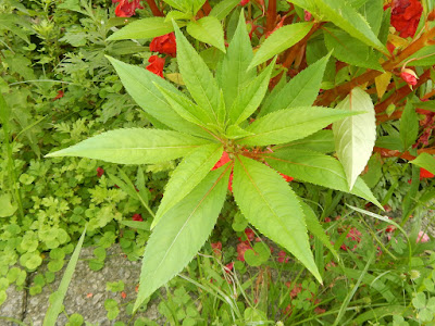 鳳仙花的葉