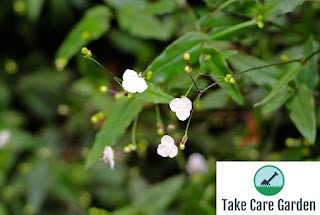 Véu-de-noiva Gibasis pellucida: uma planta de casa linda e fácil de cultivar