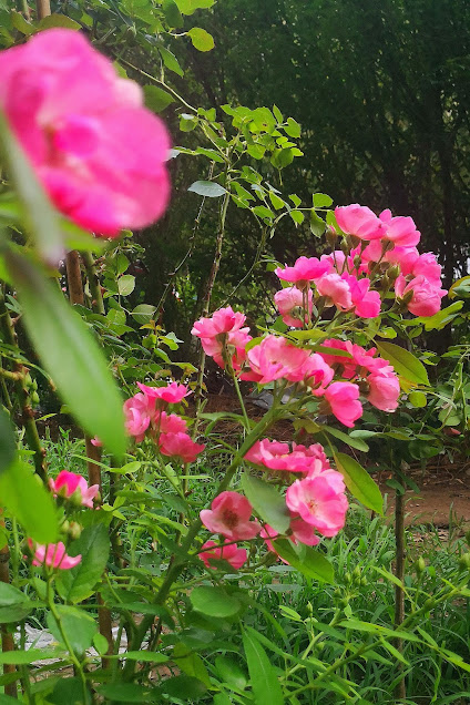 6Flowers photography skill tips，18 rose flower in the sunshine pictures