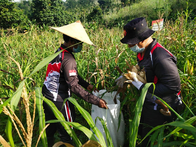 Usai Panen di Spot Pertanian Binmas Noken Polresta Dibersihkan Untuk Ditanam Ulang