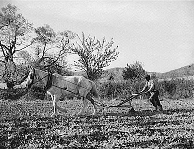 Negro farmer plowing his field of four acres