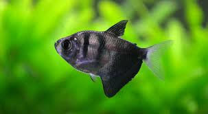 Black tetra jantan