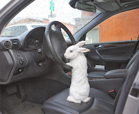 Funny animals of the week - 7 February 2014 (40 pics), rabbit takes the wheel