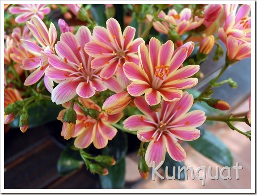 lewisia 2