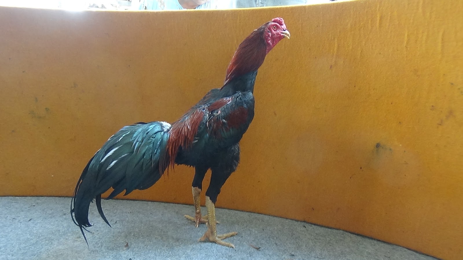 Ayam Laga Terbaik 2020: Rahasia Cara Memperpanjang Nafas Ayam Aduan