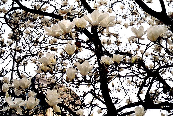 White flowers - Magnolia