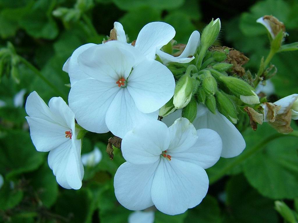 types of flowers names and photos Beautiful White Flowers | 1024 x 768