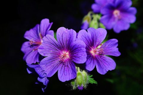 purple-5-petaled-flower-close-up-photography-image