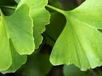 MENCEGAH PIKUN DENGAN GINKGO BILOBA