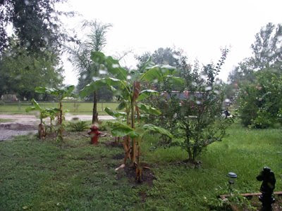 tropical storm fay