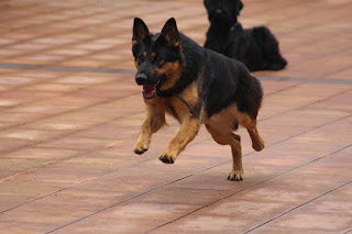 Los perros de la asociación GT Wurssy causan admiración en las fiestas de El Regato