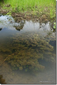 Limnophila_aquatic_plant_6