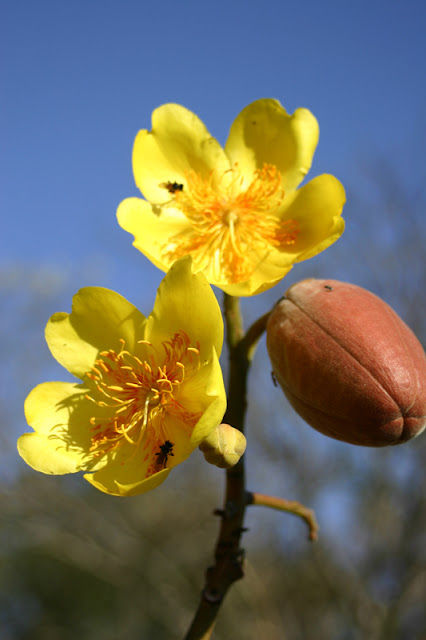 Cochlospermaceae